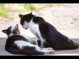 Cats Making Love Videos 2019 Cats Youtube