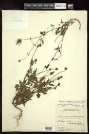 Image result for Bidens buchneri