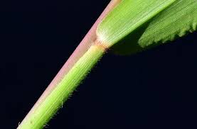 Image result for Urochloa umbellata