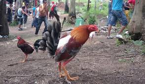 Karna itu sedikit sekali kita jumpai ayam petarung yang asli endemic dari negara peru ini. Sabung Ayam Peru Sabung Ayam Nasional Kumpulan Berita Sabung Ayam Online Terbaru