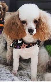 Parti poodles have a coat that is 50 % white with patches of a second color. Toy Parti Poodles For Sale Near Me Online Shopping