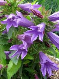 Campanula Viking Long Blooming Perennials Perennials Flowering Vines