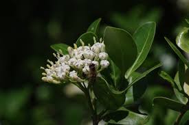 Image result for Psydrax fragrantissima