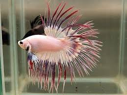 Betta Bettafish Crowntail Betta Betta Fish Tank Betta Fish