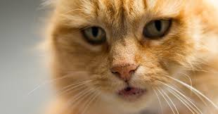 En el basurero de los gatos jélicos, una tribu de gatos deberá decidir como cada año cuál ascenderá a una nueva vida jelical. 6 Fun Facts About Orange Tabby Cats Meowingtons