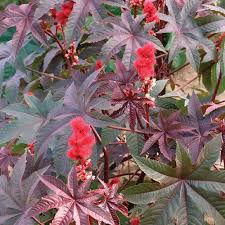 Image result for Ricinus