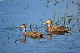 Water Birds Of Central Florida Mottled Ducks Non Migratory Unique To Florida Birds Mottled Bird