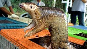Check spelling or type a new query. 14 Tons Of Pangolin Scales Seized In Singapore In A Single Smuggling Bust Cnn