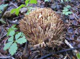 Destroying angel, death cap, false parasol, deadly galerina, jack o lantern, sulphur tuft, and earthball mushrooms. How To Cook Coral Mushrooms