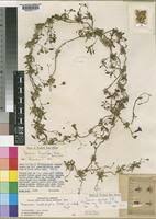 Image result for Ipomoea tenuipes