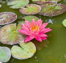 Image result for Nymphaea divaricata