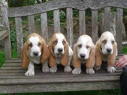 A playful, children loving, scent hound. Lemon Basset Hounds Basset Hound Puppy Hound Puppies Basset Puppies