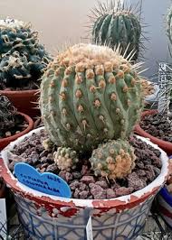Image result for Orbea carnosa