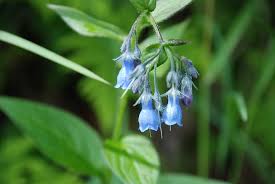 Alaska Wild Blue Bell by Fred Nugent