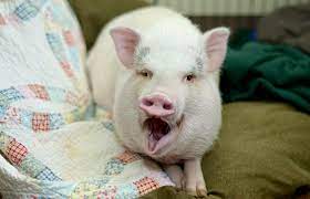Usually, the lighter the pig weighs the more expensive it cost. Teacup Pigs Truth Best Friends Animal Society