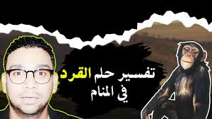 يمكن أن تكون رؤية قرد في المنام علامة على شخصية الحالم السعيدة أو الجيدة. Ø±Ù…Ø² Ø§Ù„Ù‚Ø±Ø¯ Ø§Ù„ØµØºÙŠØ± ÙÙŠ Ø§Ù„Ù…Ù†Ø§Ù… Ø­Ù„Ù…Øª Ø§Ù†ÙŠ Ù…Ø³ÙƒØª Ù‚Ø±Ø¯ ØµØºÙŠØ± Ø§Ù„Ù„Ø¹Ø¨ Ù…Ø¹ Ø§Ù„Ù‚Ø±Ø¯ ÙÙŠ Ø§Ù„Ù…Ù†Ø§Ù…