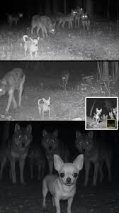 Izabal - 😳🐕 En Ely, Minnesota, los vecinos estaban ...