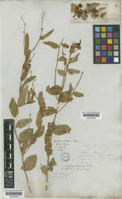 Image result for Vernonia hirsuta