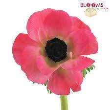 Pink Anemone Flowers Wholesale Bloomsbythebox Com Wholesale Flowers Online Wedding Flowers Anemone Flower