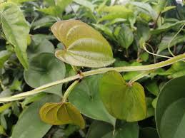 Image result for Dioscoreaceae