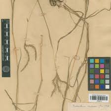 Image result for Echinochloa brevipedicellata