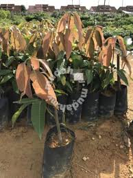 See more of anak pokok mangga harum manis on facebook. Bernih Mangga Harum Manis Garden Items For Sale In Old Klang Road Kuala Lumpur Mudah My