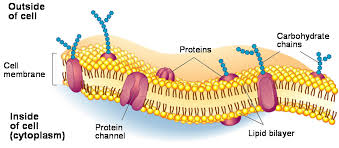 The nucleus is found in the center of the cell and controls cell activity. What Are The Main Functions Of The Cell Membrane Socratic