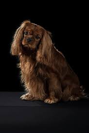 Cavalier King Charles Spaniel Wikipedia