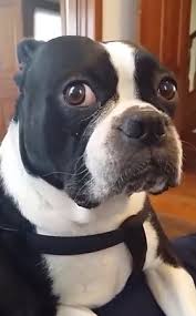 奧利佛 你是領養來的 狗狗超震驚瞪大眼無法接受 boston terrier cute pictures terrier