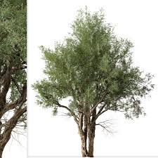 Image result for Eucalyptus camaldulensis