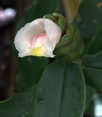 Image result for Costus afer
