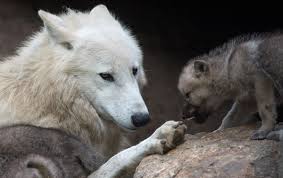 Watch Short Film About Man Losing His Dog Is Incredible Wolf Dog Animals Wolf Hybrid