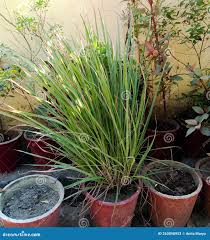 Image result for Cymbopogon citratus