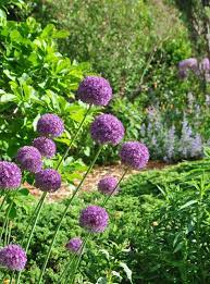 Three Dogs In A Gardeng Profusion Chives Non Seeding Organic Container Gardening Container Gardening Plants