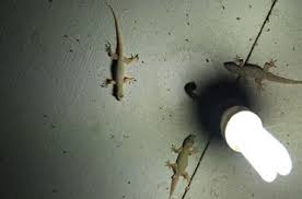 It is a natural organic granule that is used to kill the lizards, pests and other insects. Lizard Pest Control Mumbai Safe Secure Elix Pest