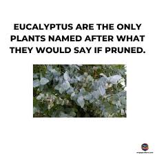 Image result for Ipomoea intrapilosa