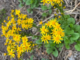 Image result for Rungia paxiana