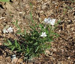 Image result for Oenothera lindheimeri