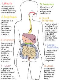 Digestive System Tee Shirt Science Activity Mother Goose