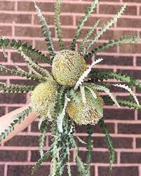 According To Wikipedia The Banksia Speciosa Is Commonly Know As The Showy Banksia Makes Sense To Us Californiagrown Flowers Plants Instagram Photo