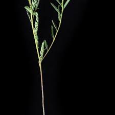 Image result for Phragmanthera crassicaulis