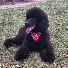 Our beautiful red standard poodle puppies will be sent home with limited akc registration unless you qulifiy as an aproved breeder by the akc and also with reds superior poodles. Poodles Of Piedmont Akc Standard Poodle Breeder Near Charlotte Nc