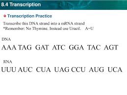 This quiz covers dna replication transcription translation and proteins it includes 10 multiple choice questions asks student dna quiz dna biology lessons dna replication is said to be … Ppt Classwork Powerpoint Presentation Free Download Id 5759160