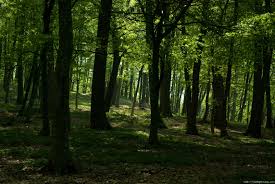 Find the fantastic collections of forest wallpaper hd wallpapers with different forest wallpaper hd backgrounds images for your windows, tablet, and phone.on this page, you can find the most beautiful wallpapers and backgrounds. Forest Wallpapers Artistic Hq Forest Pictures 4k Wallpapers 2019