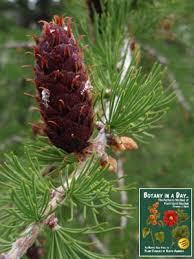 Image result for Pinaceae