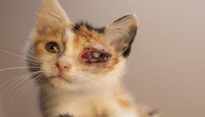 Maybe you would like to learn more about one of these? Sakit Mata Pada Kucing Yang Harus Diwaspadai Kucingmania