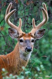 Pin By Teresa Hughes On Animals Wild Whitetail Deer Animals Beautiful White Tailed Deer Facts