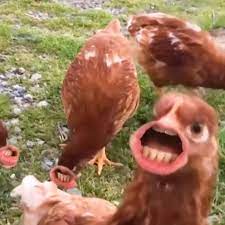 If Chickens Could Actually Talk Funny Instagram Video Posts Hilarious V Videos De Memes Videos Graciosos De Animales Memes De Animales Divertidos