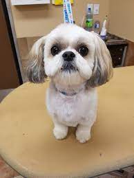 Pin On Shih Tzu Puppy Cut