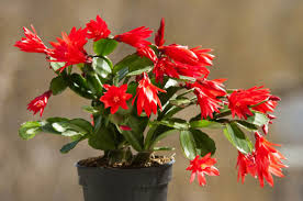 Le piante grasse da appartamento anche dette piante succulente, vengono sovente coltivate nelle abitazioni, poiché si adattano a ogni tipo di ambiente, è per questo che possono crescere rigogliose anche al chiuso. Le 5 Piante Grasse Da Tenere In Casa Deabyday